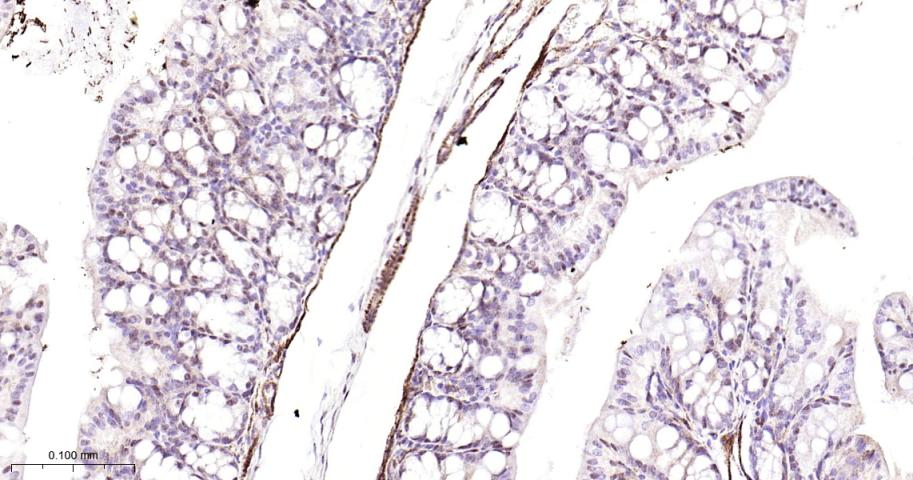C端结合蛋白1重组兔单抗-bsm-61953R