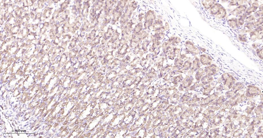 抗增殖蛋白1重组兔单抗-bsm-61208R