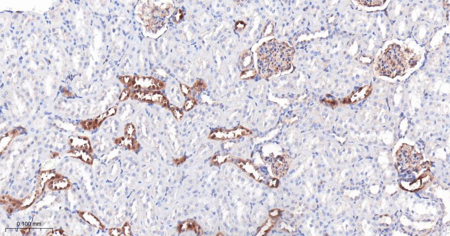 IFT88重组兔单抗