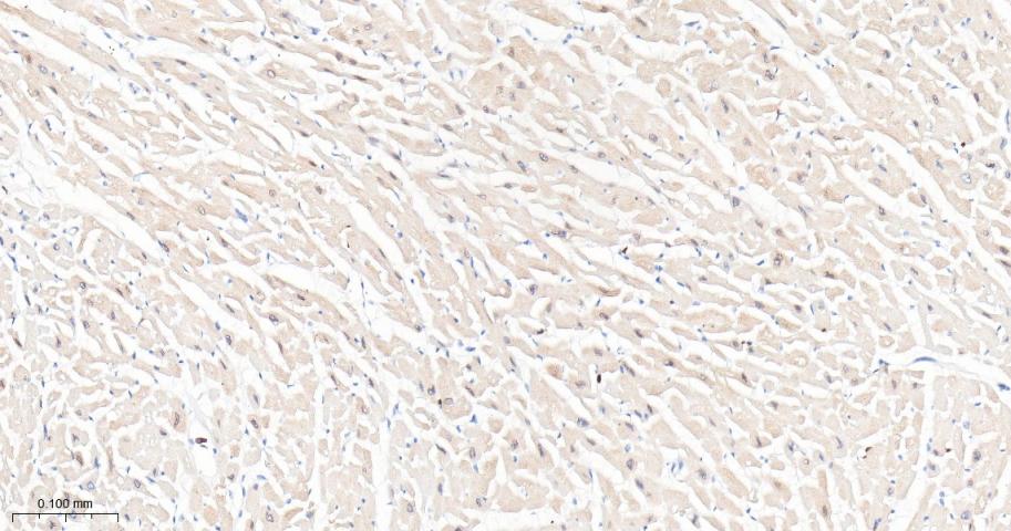 IFT88重组兔单抗