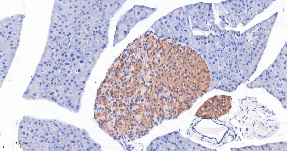 IFT88重组兔单抗