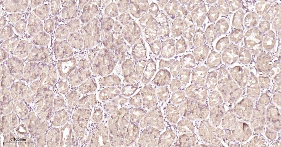 抗增殖蛋白1重组兔单抗-bsm-61208R