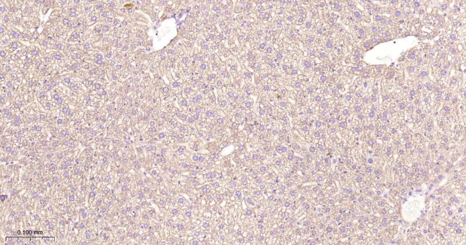 抗增殖蛋白1重组兔单抗-bsm-61208R