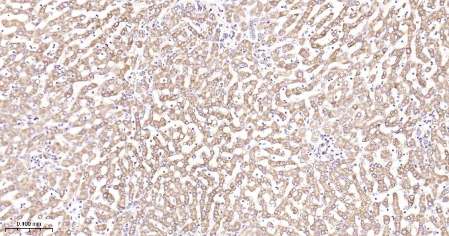 抗增殖蛋白1重组兔单抗-bsm-61208R