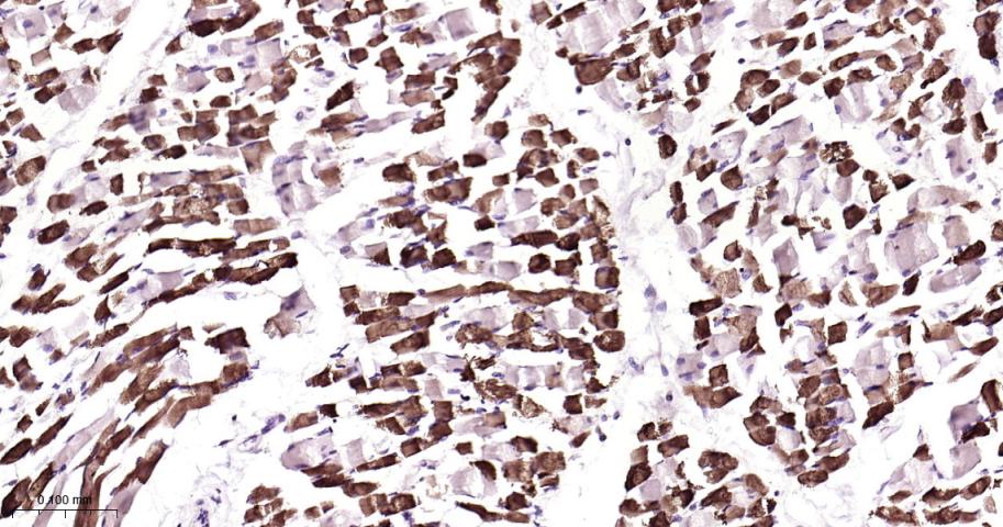 早老素γ分泌酶2重组兔单抗-bsm-61979R
