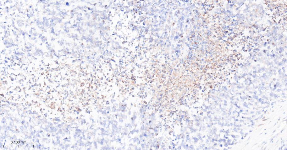 凋亡抑制因子2重组兔单抗