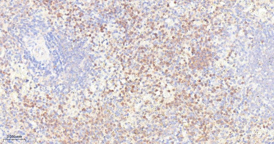 凋亡抑制因子2重组兔单抗