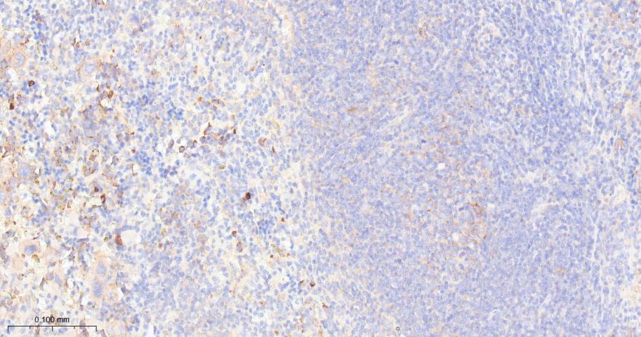 核糖体蛋白S3重组兔单抗