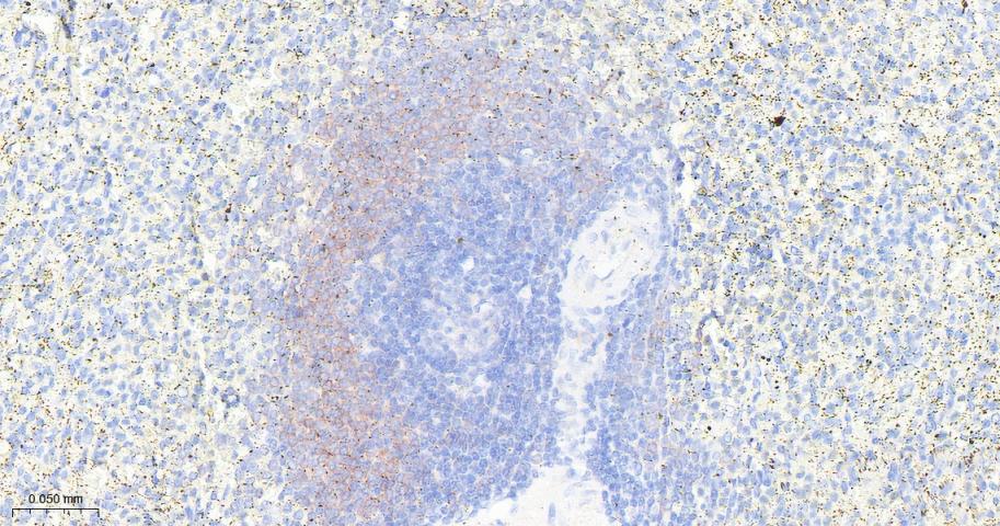 核糖体蛋白S3重组兔单抗