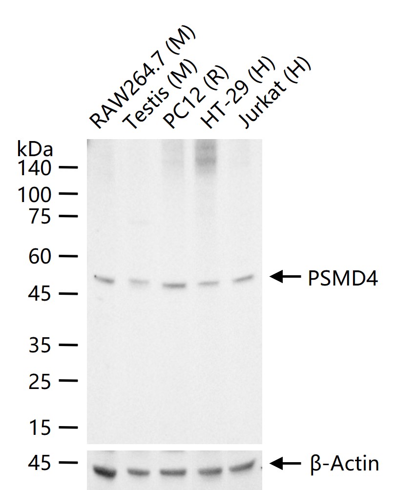PSMD4 Recombinant Rabbit mAb (一抗) - WB,IHC-P,IHC-F,IF,Flow-Cyt,ICC/IF,IP | Bioss