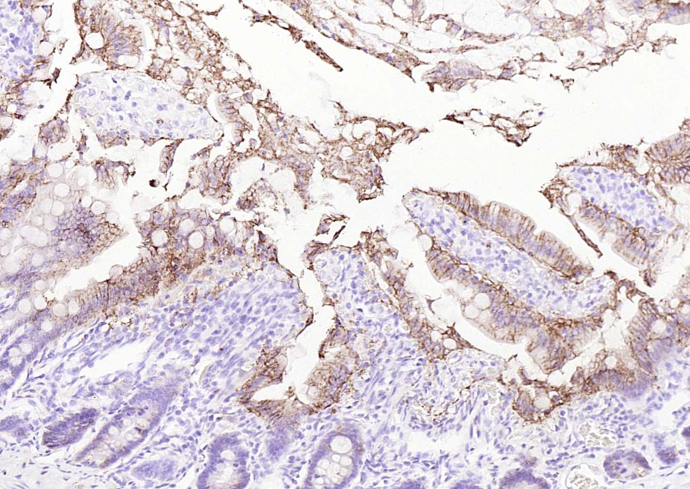 Na+/K+-ATPase α1 钠钾ATP酶α1抗体-bs-9570R