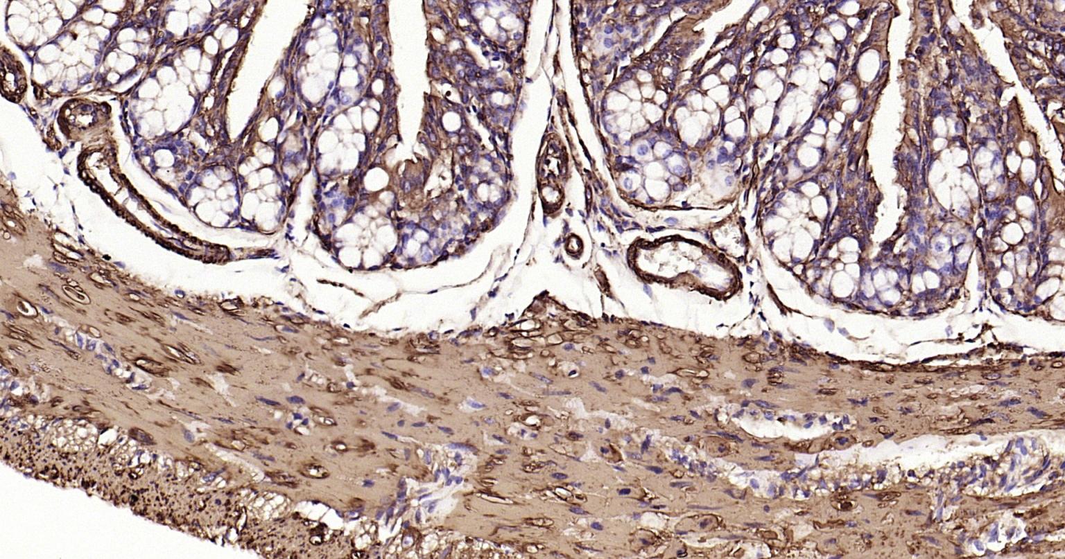 α-SMA重组兔单抗
