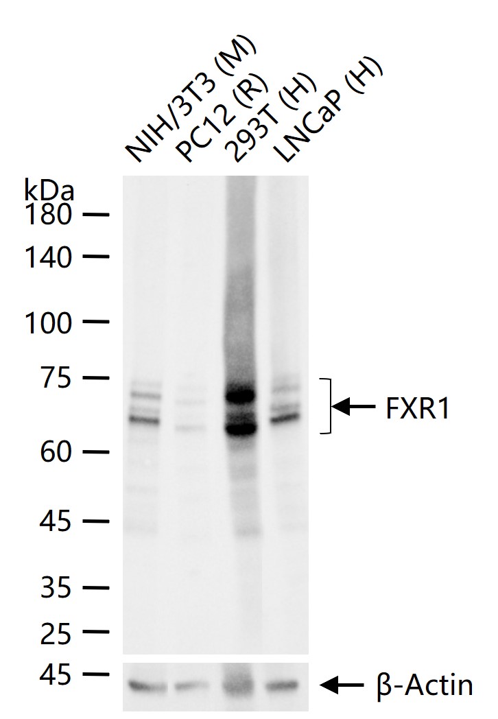 FXR1 Recombinant Rabbit mAb (一抗) - WB,IHC-P,IHC-F,IF,Flow-Cyt,ICC/IF | Bioss