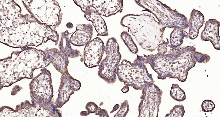 列腺素E2受体2重组兔单抗