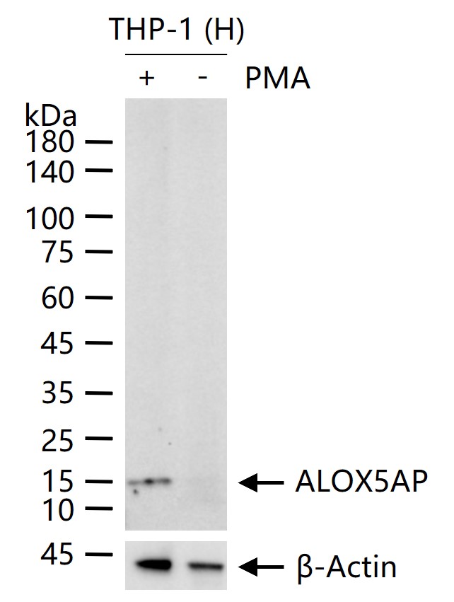 5脂氧合酶激活蛋白重组兔单抗