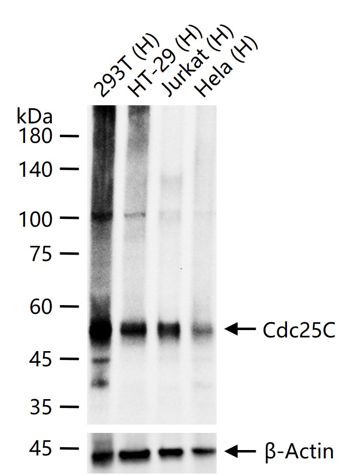 细胞分裂周期蛋白25C重组兔单抗