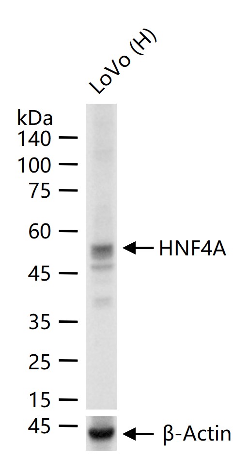 肝细胞核因子4α重组兔单抗