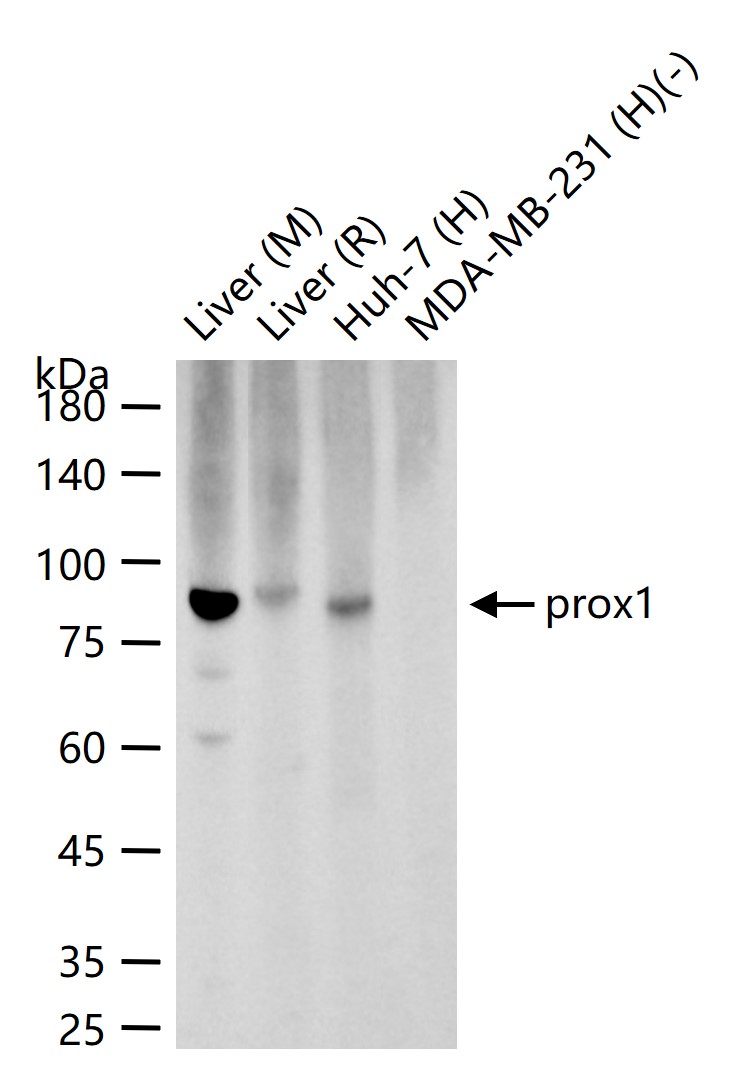 prox1 Recombinant Rabbit mAb (一抗) - WB | Bioss