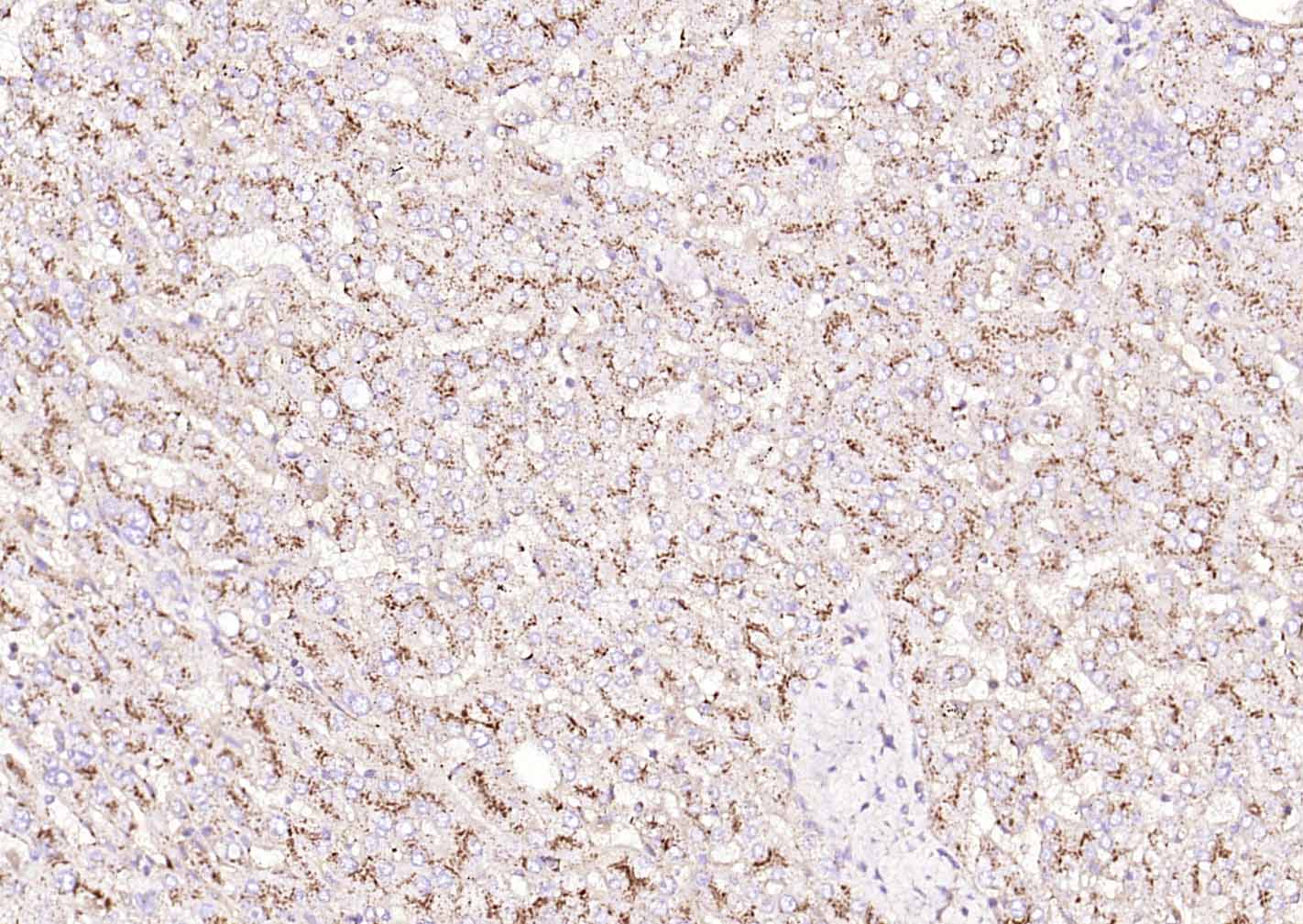 溶酶体相关膜蛋白1（CD107）抗体-bs-1970R