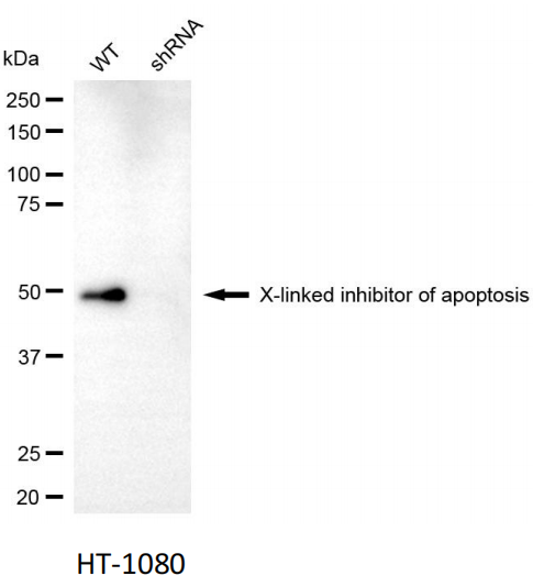 X-连锁凋亡蛋白/性连锁凋亡抑制蛋白单克隆抗体-bsm-51607M