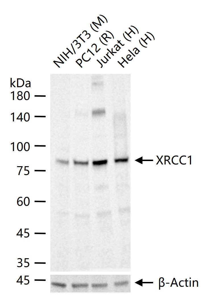 X射线修复交叉互补蛋白重组兔单抗