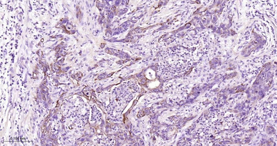 周期素依赖性激酶1重组兔单抗
