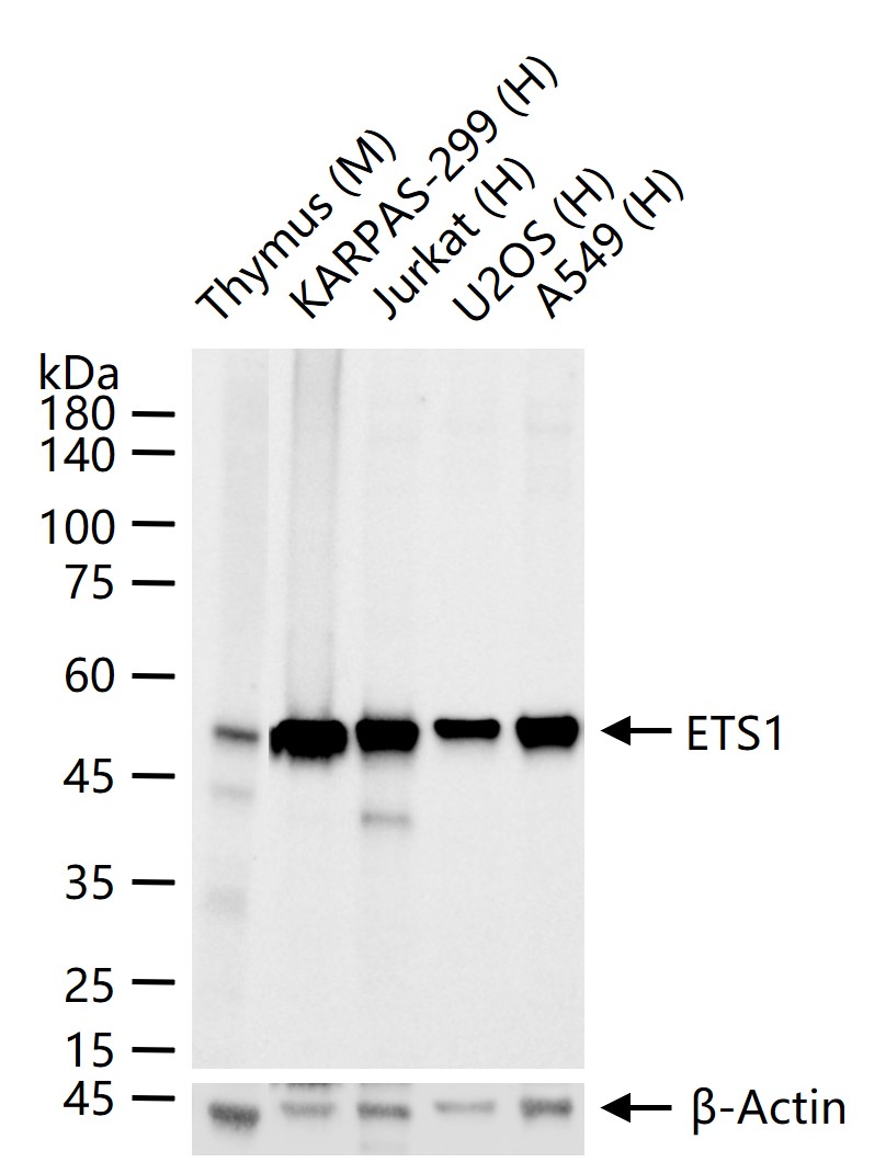 转录因子家族ETS1重组兔单抗