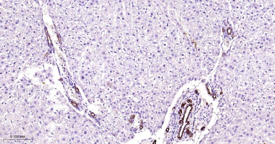 周期素依赖性激酶1重组兔单抗