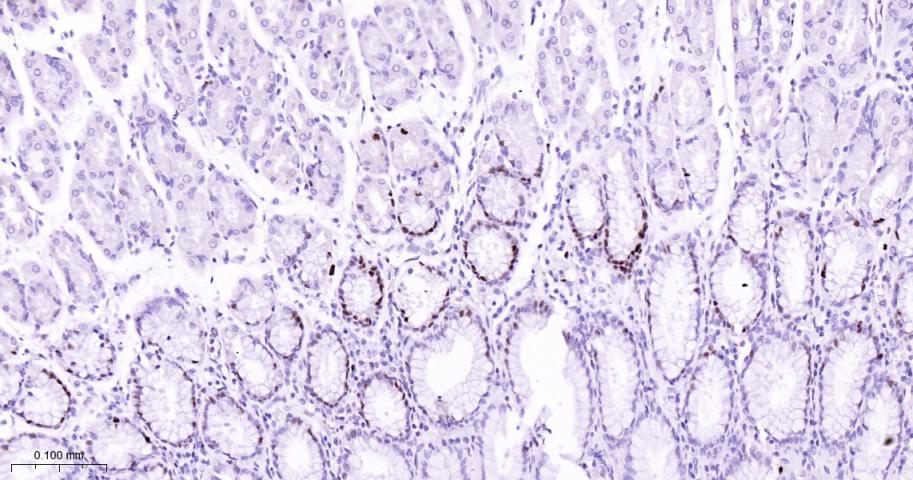 微小染色体维持缺陷蛋白7重组兔单克隆抗体