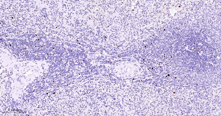 微小染色体维持缺陷蛋白7重组兔单克隆抗体