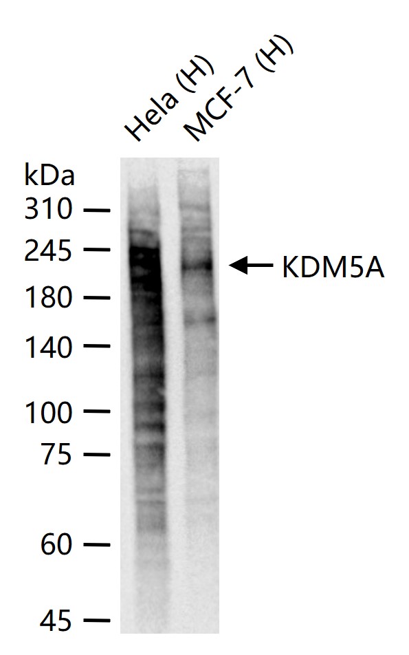 组蛋白去甲基化酶JARID1A重组兔单抗