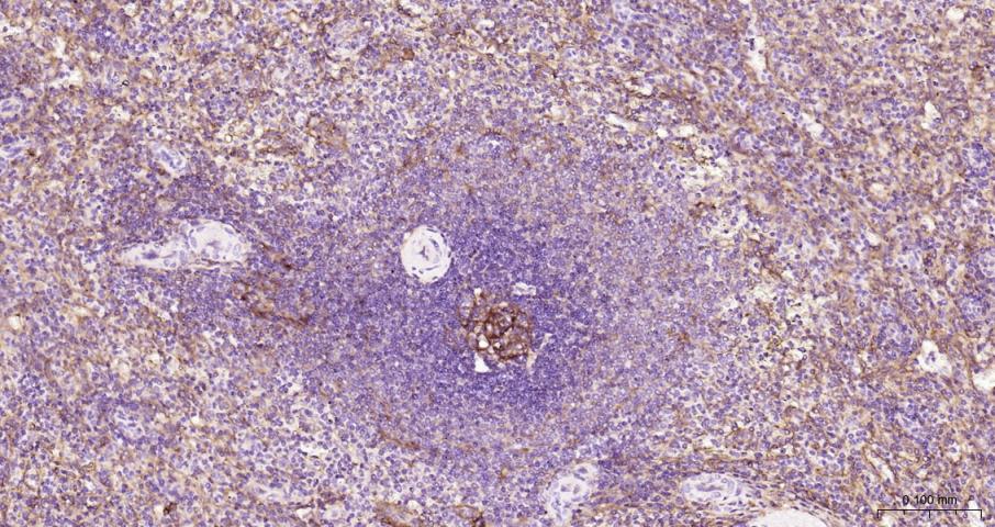 细胞间粘附分子-1（CD54）抗体-bs-0608R