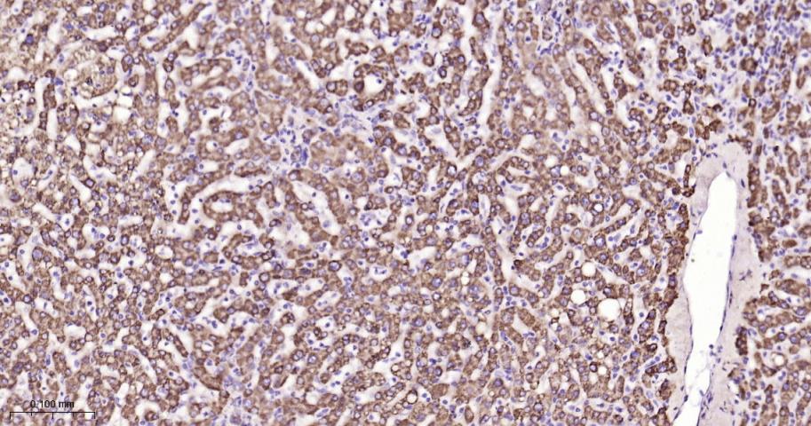 细胞信号转导分子SMAD3重组兔单抗