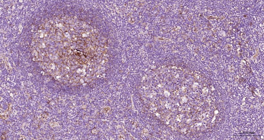 细胞间粘附分子-1（CD54）抗体-bs-0608R