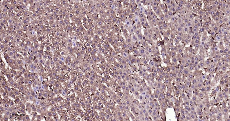 细胞信号转导分子SMAD3重组兔单抗