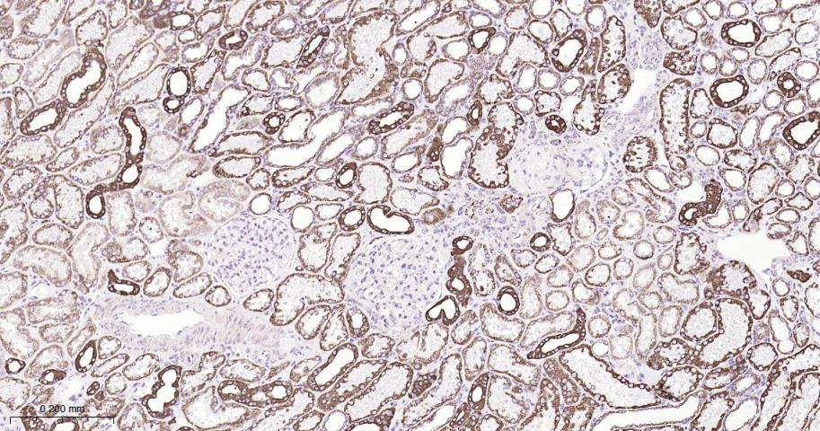 细胞信号转导分子SMAD3重组兔单抗