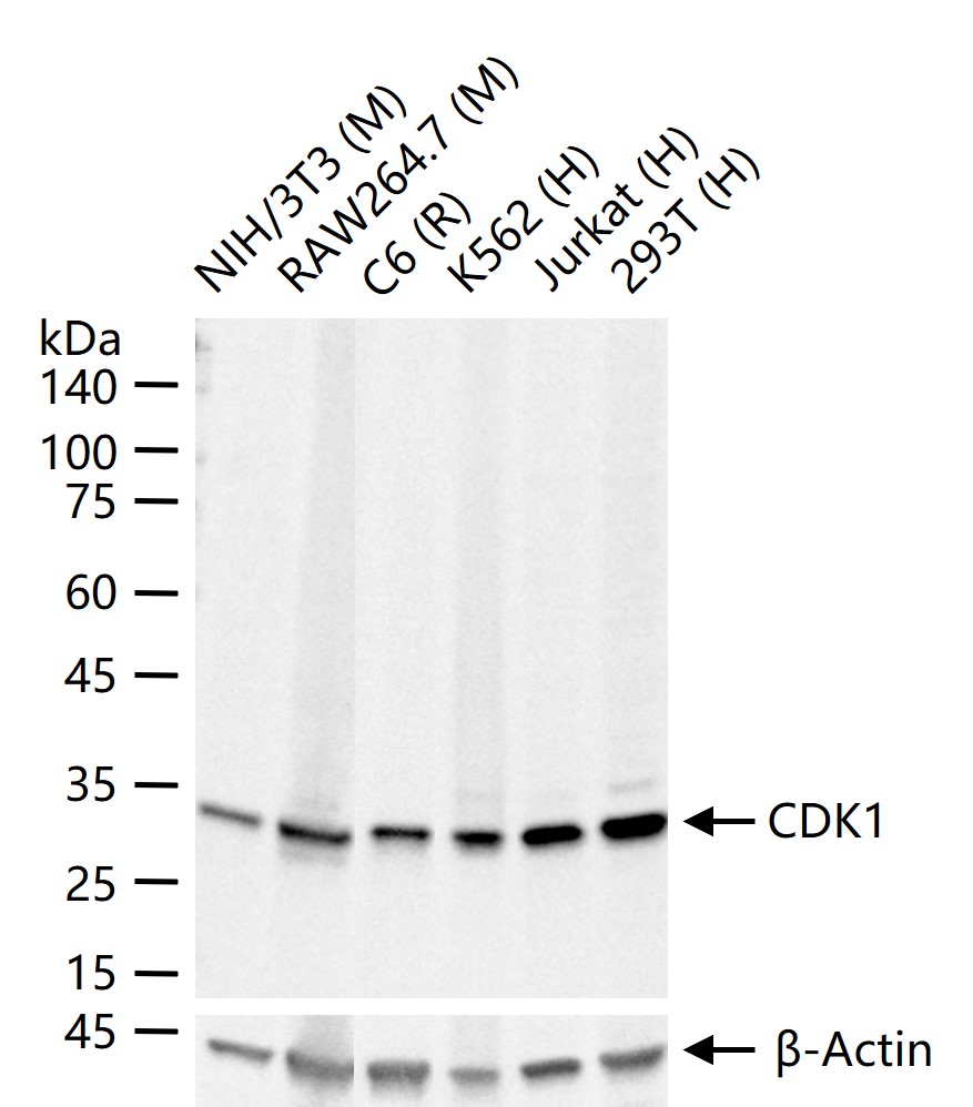周期素依赖性激酶1重组兔单抗