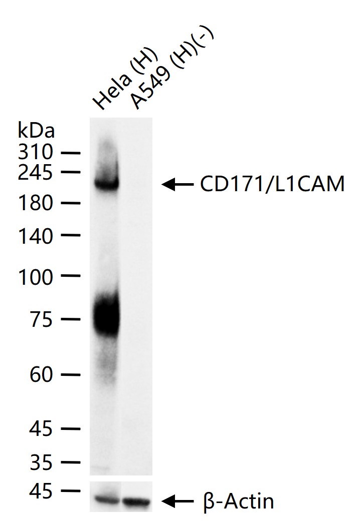 神经细胞粘附分子配体1重组兔单抗