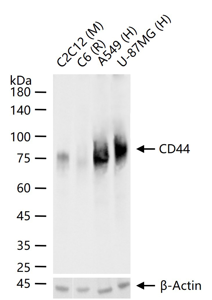 CD44重组兔单抗