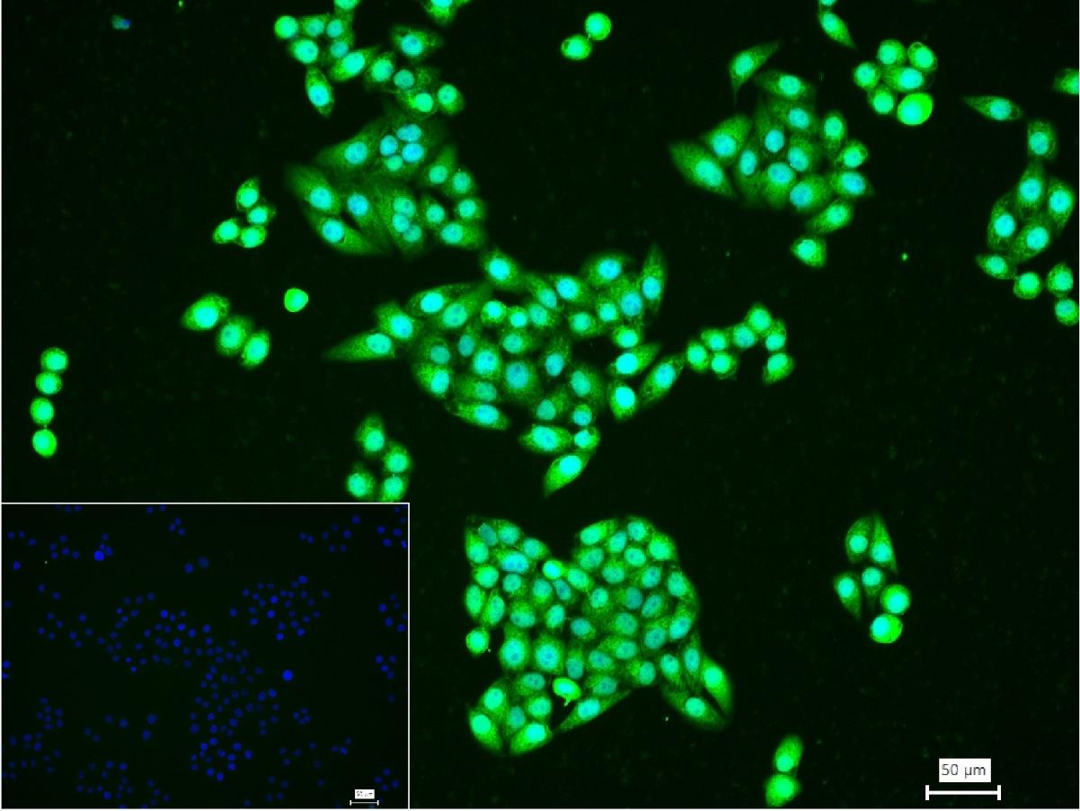 转录因子HES-1重组兔单抗-bsm-52568R