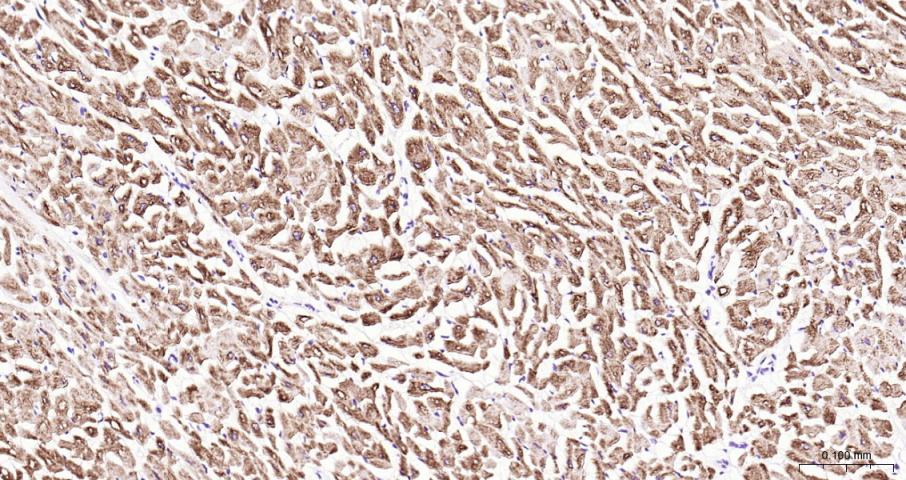 结蛋白单克隆抗体-bsm-33229M