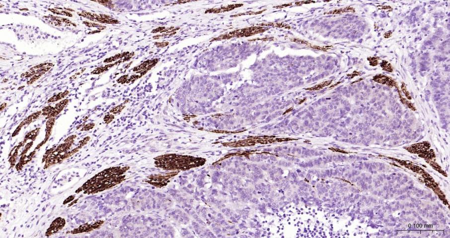 结蛋白单克隆抗体-bsm-33229M