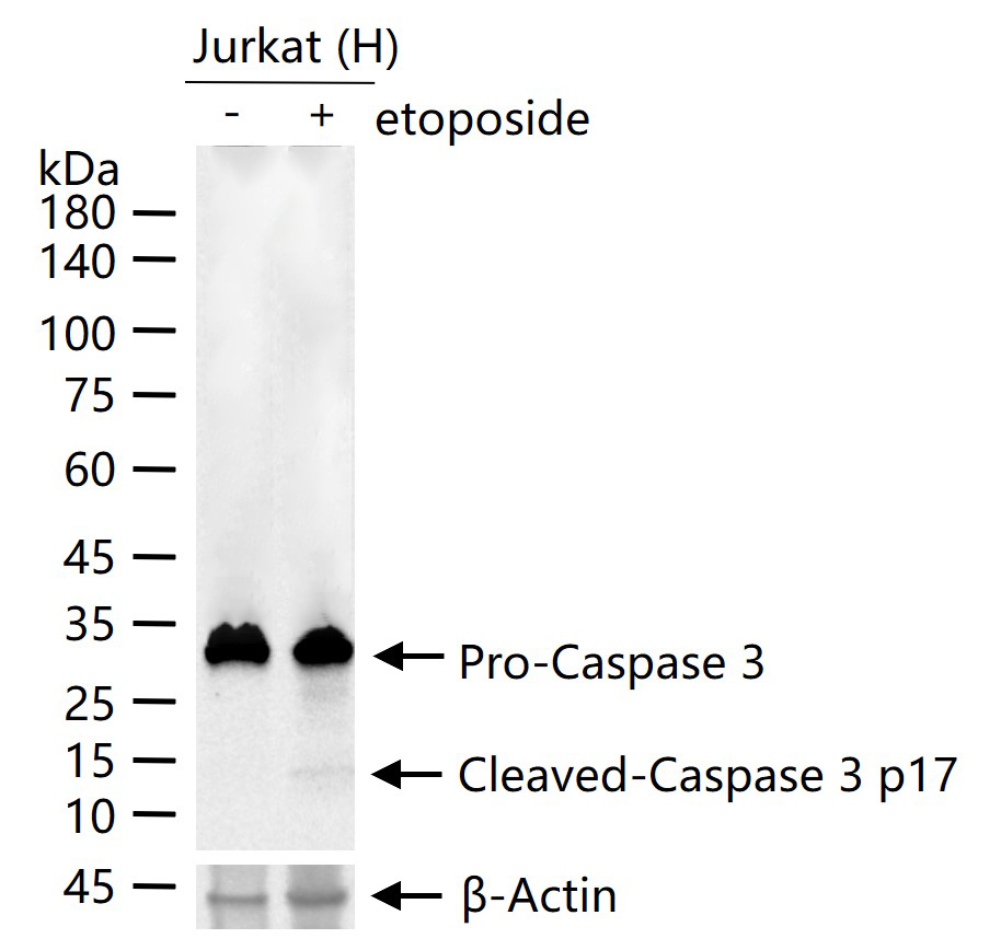 活化半胱胺酸蛋白酶蛋白-3重组兔单抗