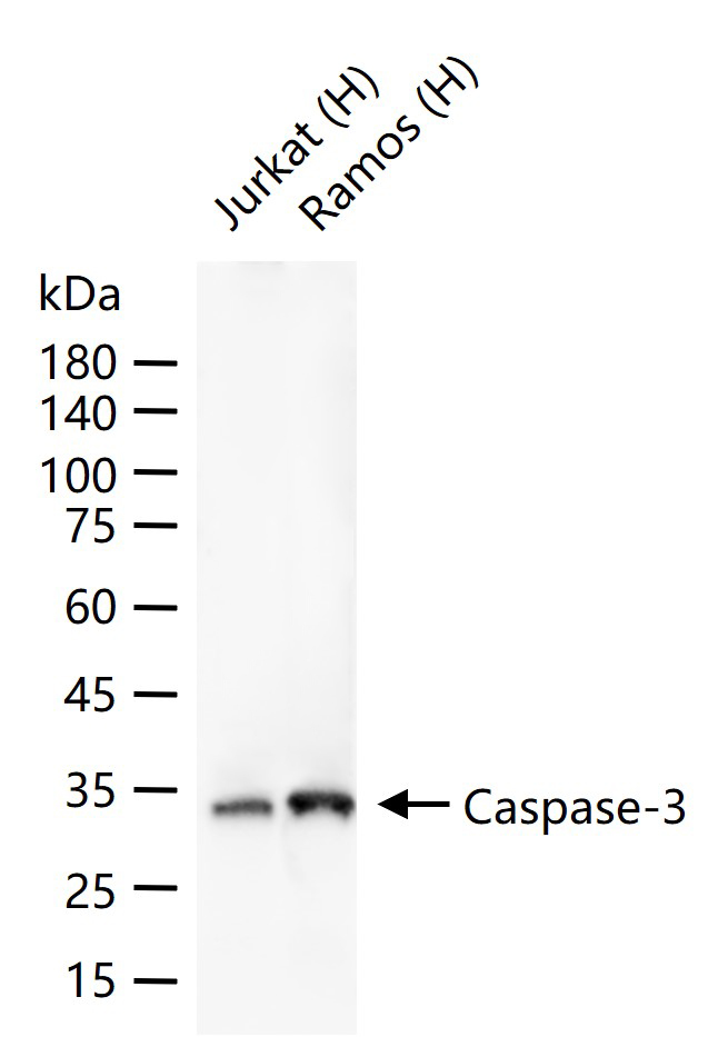 半胱胺酸蛋白酶蛋白-3重组兔单抗