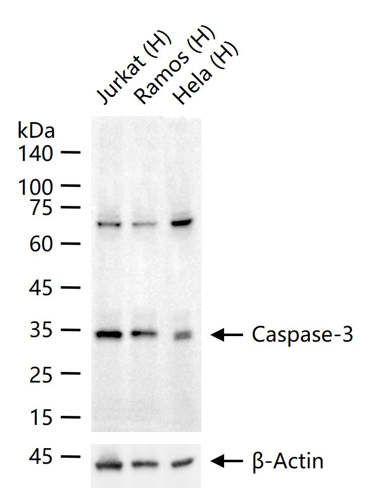 半胱胺酸蛋白酶蛋白-3抗体-bs-55032R