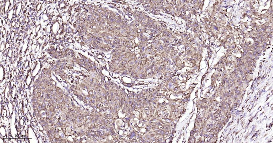 蛋白质二硫键异构酶重组兔单抗