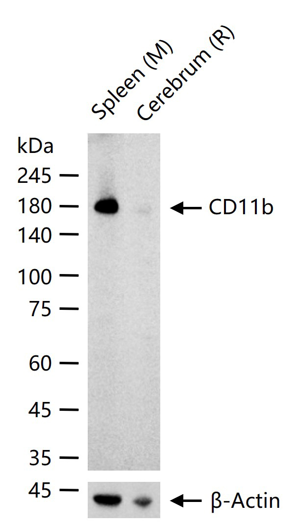 整合素αM/巨噬细胞表面分子重组兔单克隆抗体