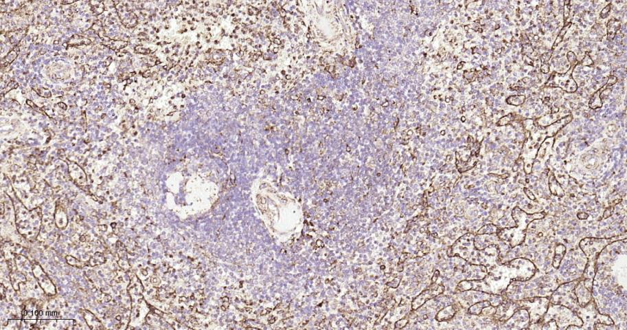 蛋白质二硫键异构酶重组兔单抗