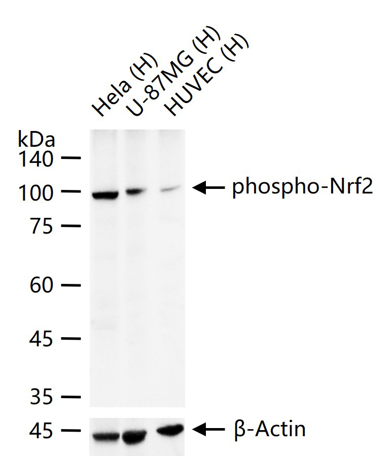 磷酸化核因子2相关因子2(Ser40)重组兔单抗