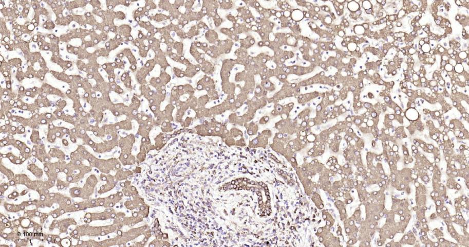 蛋白质二硫键异构酶重组兔单抗